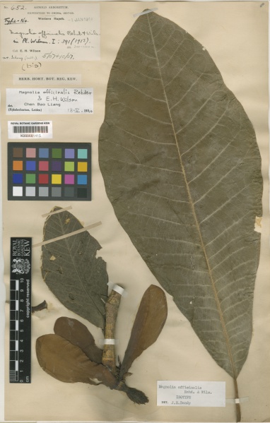 File:Magnolia officinalis Kew barcode=K000681415 308529.jpg