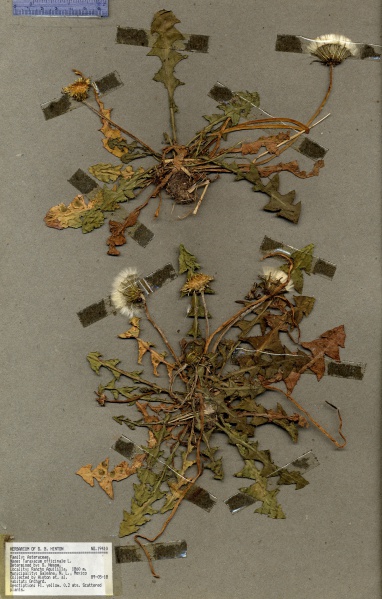 File:Taraxacum officinale Tropicos 100013664.jpg