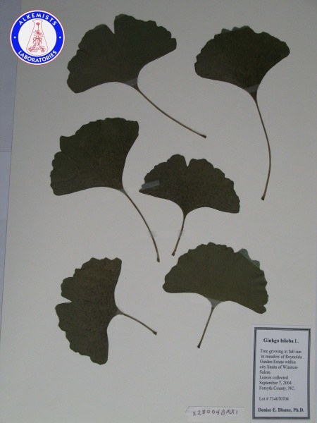File:Ginkgo biloba X28004BMX1 A0138.jpg