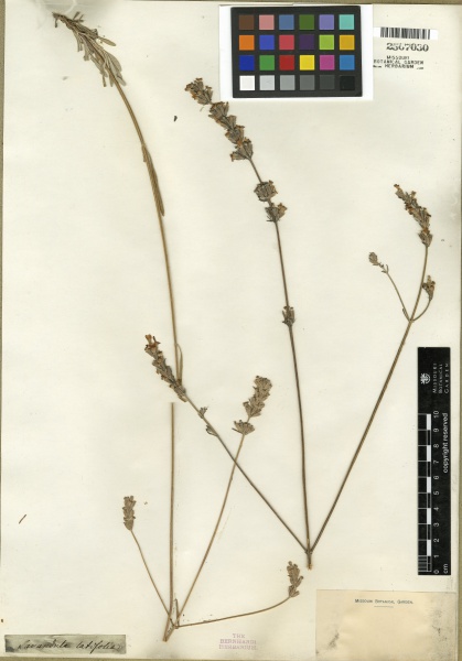 File:Lavandula latifolia Tropicos 100270069 (S).jpg