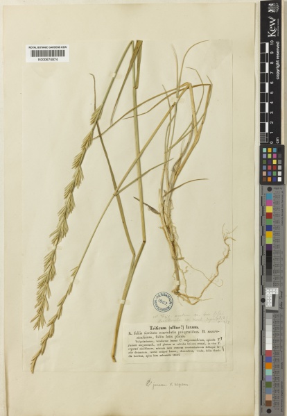 File:Elymus repens Kew imageBarcode=K000674874 666570.jpg