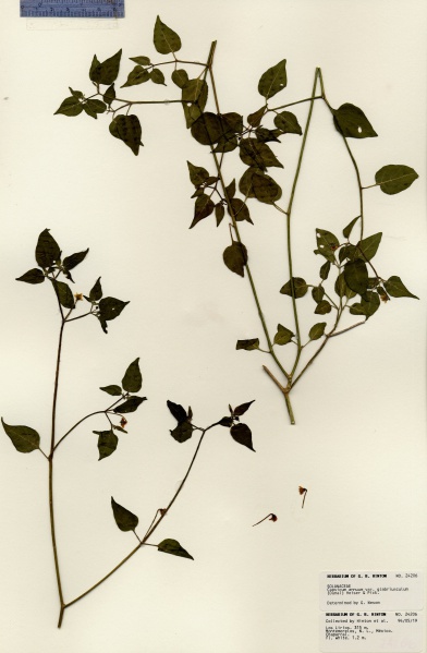 File:Capsicum annuum Tropicos 100018388.jpg