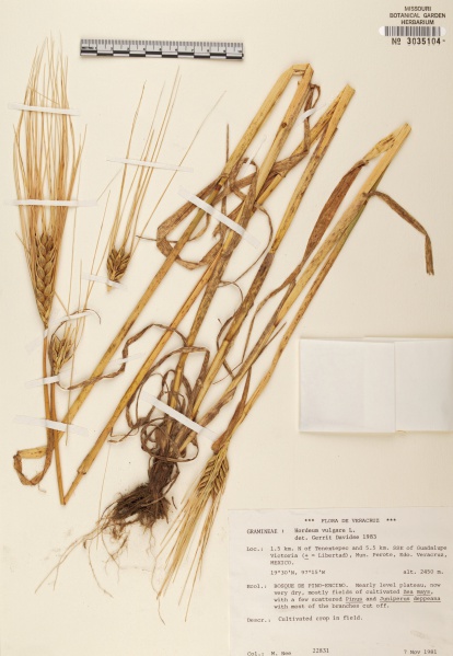 File:Hordeum vulgare Tropicos 38605.jpg