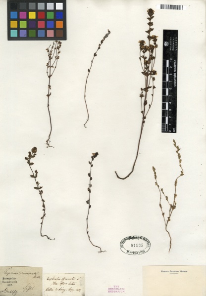 File:Euphrasia officinalis Tropicos 100285389.jpg