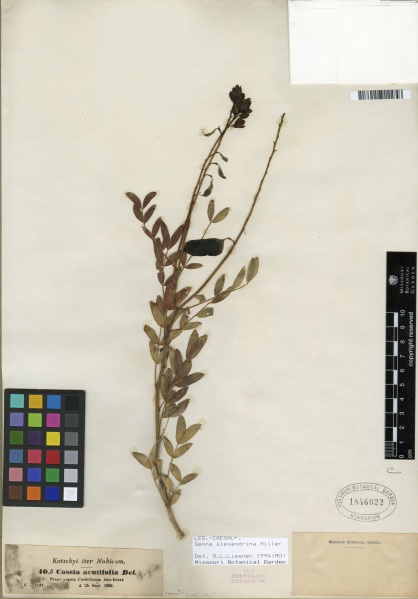 File:Senna alexandrina Tropicos 100192283 (S).jpg