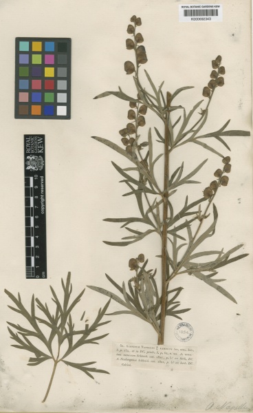 File:Aconitum napellus Kew imageBarcode=K000692343 304389.jpg
