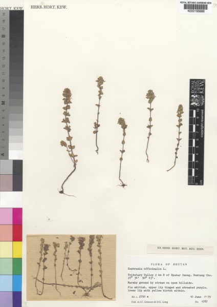 File:Euphrasia officinalis Kew imageBarcode=K000195686 98404.jpg