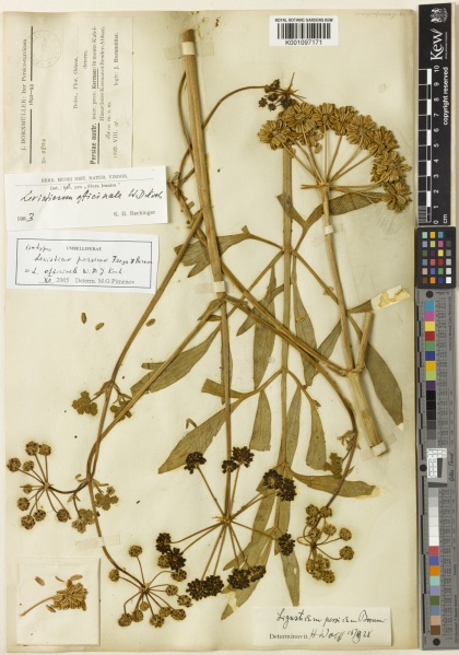 File:Levisticum officinale Kew barcode=K001097171 717110.jpg