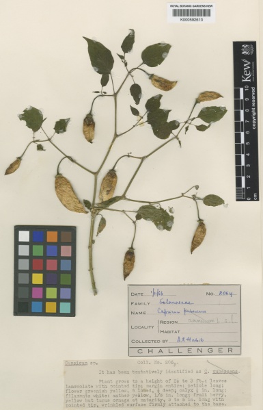 File:Capsicum annuum Kew imageBarcode=K000592613 375476.jpg