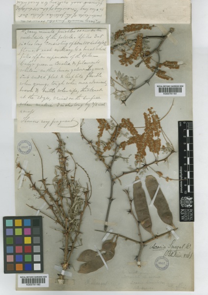 File:Acacia senegal Kew imageBarcode=K000791161 369476.jpg