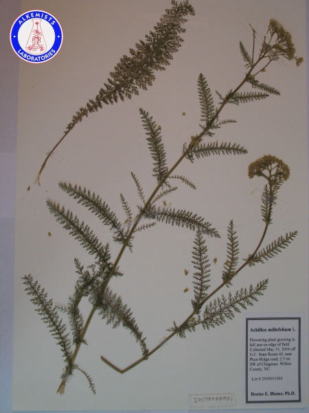 File:Achillea millefolium IG17404BMX1 A0001.jpg