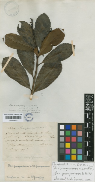 File:Ilex paraguariensis Kew imageBarcode=K000588521 244366.jpg