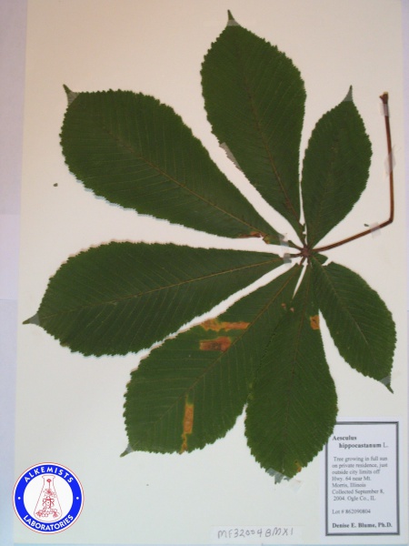 File:Aesculus hippocastanum MF32004BMX1 A1299.jpg