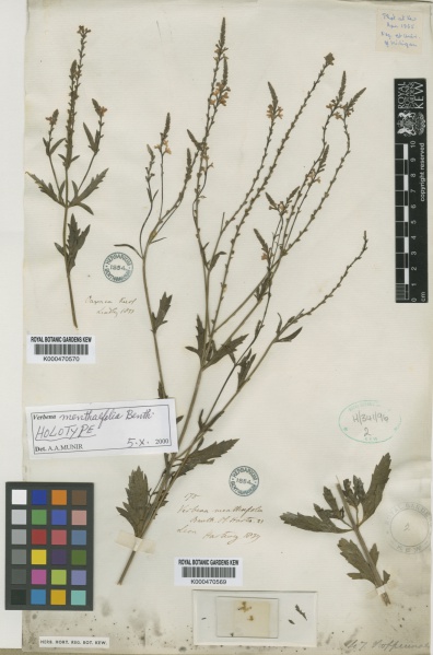 File:Verbena officinalis Kew barcode=K000470569 173777.jpg