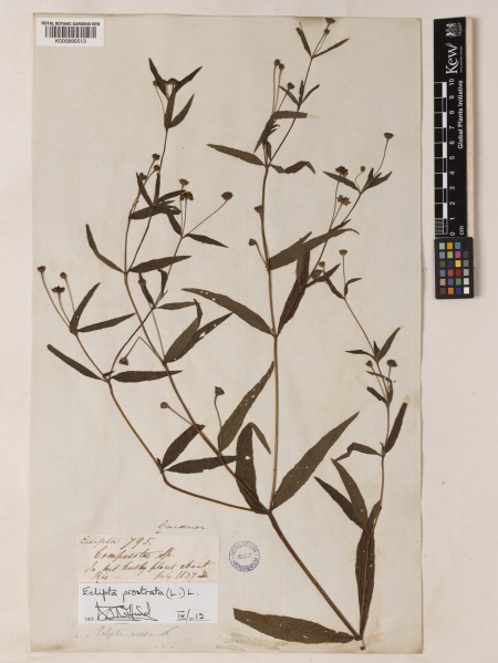 File:Eclipta prostrata Kew imageBarcode=K000895513 610722.jpg