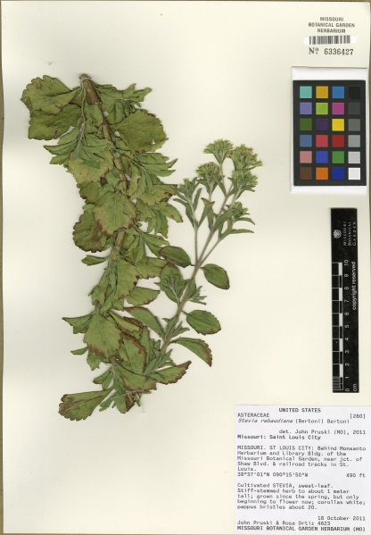 File:Stevia rebaudiana Tropicos 100229514.jpg