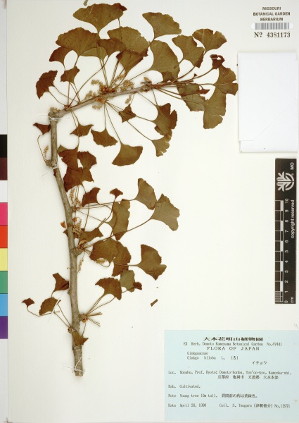 File:Ginkgo biloba Tropicos 35370.jpg