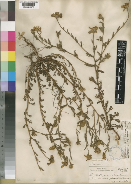 File:Chamaemelum nobile Kew imageBarcode=K000410976 69606.jpg