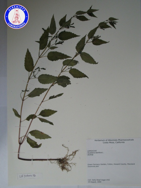 File:Scutellaria lateriflora LE31406JD A0272.jpg