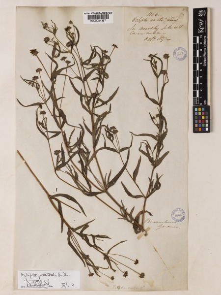 File:Eclipta prostrata Kew imageBarcode=K000054367 610427.jpg