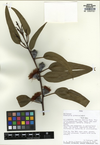 File:Eucalyptus globulus Tropicos 100000837.jpg