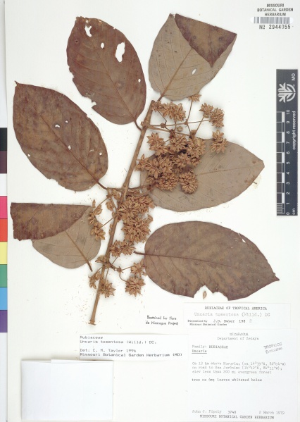 File:Uncaria tomentosa Tropicos 18534.jpg