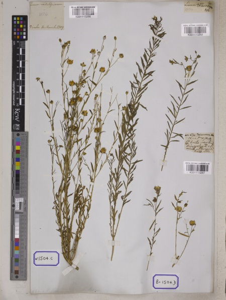 File:Linum usitatissimum Kew barcode=K001113266 677326.jpg