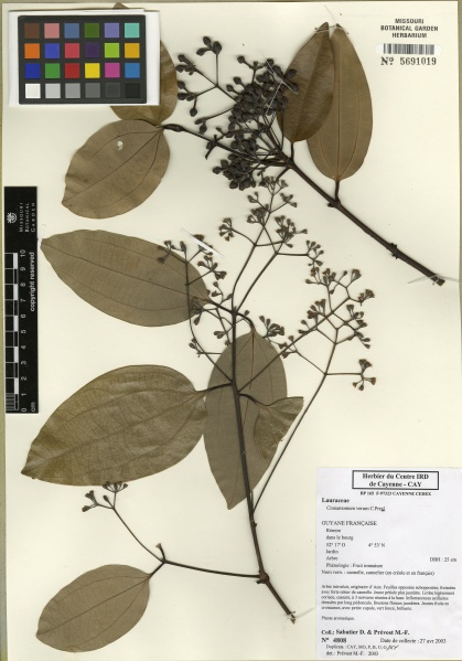 File:Cinnamomum verum Tropicos 100003409.jpg
