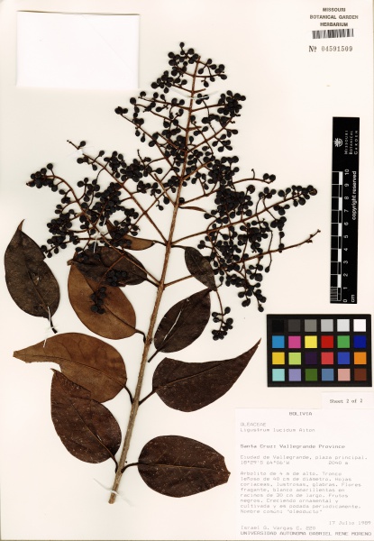 File:Ligustrum lucidum Tropicos 77653 (S).jpg