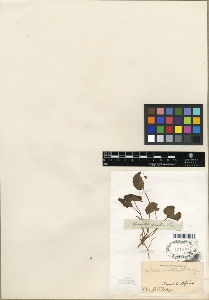 File:Centella asiatica Tropicos 100179484.jpg