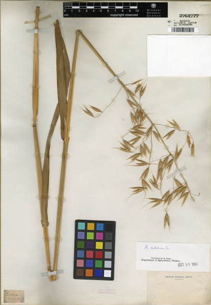 File:Avena sativa Tropicos 100251978.jpg