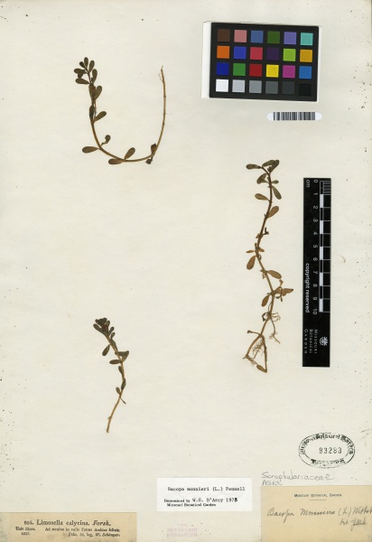 File:Bacopa monnieri Tropicos 100184367.jpg