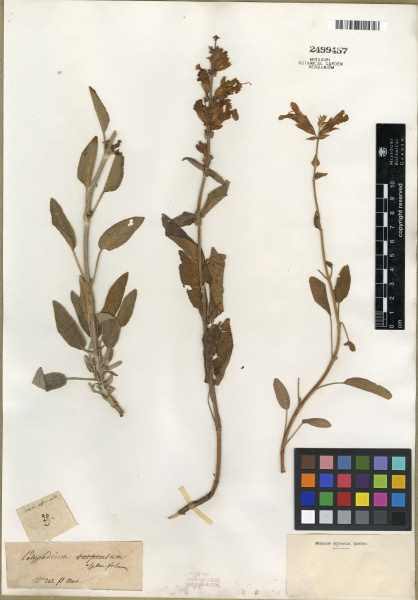 File:Salvia officinalis Tropicos 100268968 (S).jpg