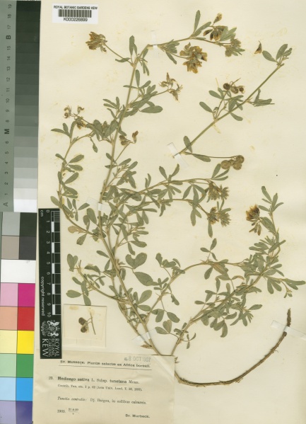 File:Medicago sativa Kew barcode=K000226899 16978.jpg