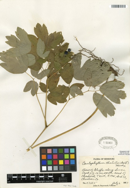 File:Caulophyllum thalictroides Tropicos 100002870.jpg