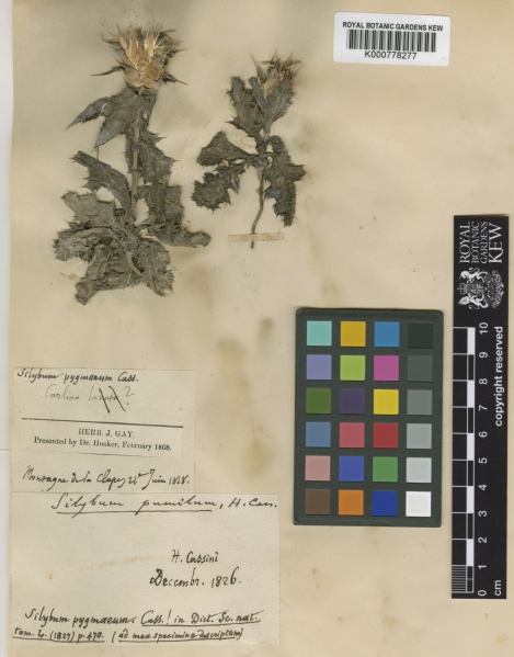 File:Silybum marianum Kew barcode=K000778277 359270.jpg
