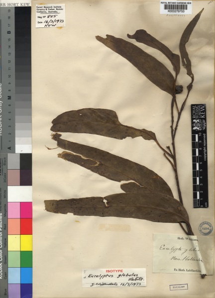 File:Eucalyptus globulus Kew imageBarcode=K000279753 139337.jpg