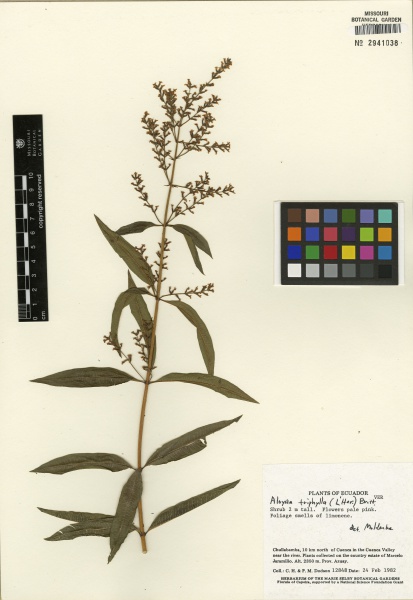 File:Aloysia citrodora Tropicos 100000673.jpg