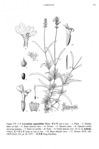 File:Lavandula angustifolia Tropicos 6334.jpg