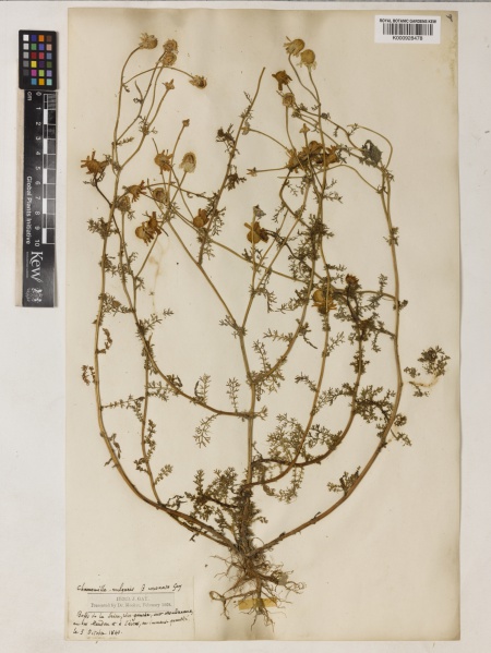 File:Matricaria recutita Kew barcode=K000928480 513148.jpg
