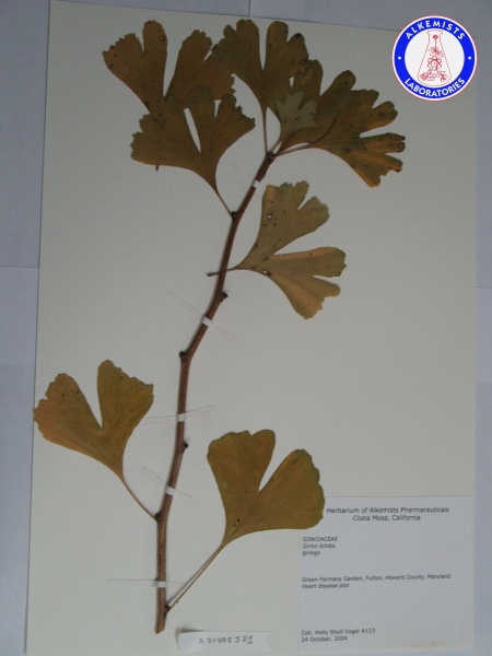 File:Ginkgo biloba XO1405JD1 A0463.jpg