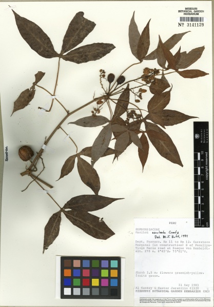 File:Manihot esculenta Tropicos 100000722 (S).jpg