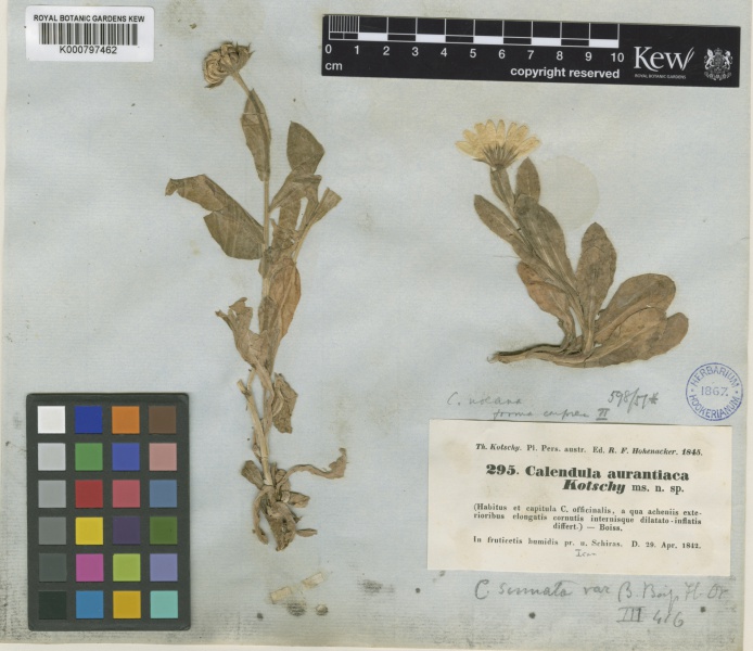 File:Calendula officinalis Kew imageBarcode=K000797462 435316.jpg