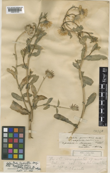 File:Calendula officinalis Kew imageBarcode=K000797460 435314.jpg
