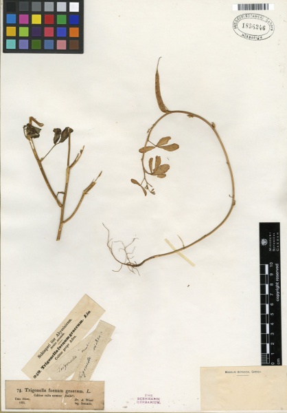 File:Trigonella foenum-graecum Tropicos 100192134 (S).jpg