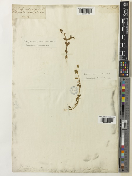 File:Bacopa monnieri Kew imageBarcode=K000979487 646226.jpg