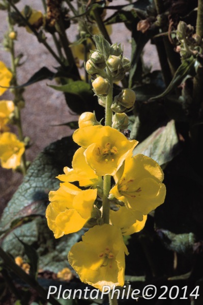 File:PlantaPhile - 301.jpg