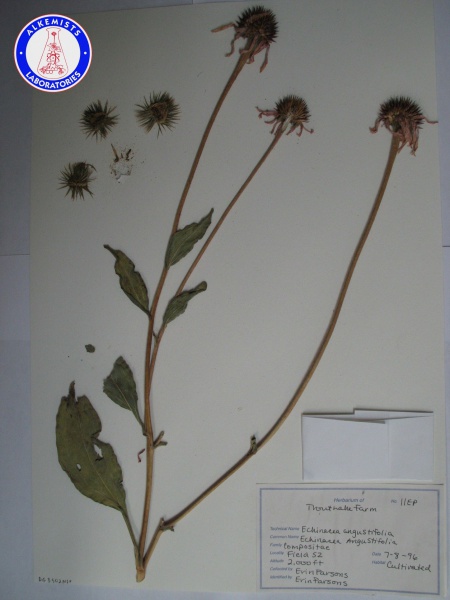 File:Echinacea angustifolia (2) DG3502NSF A0102.jpg