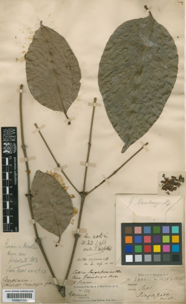 File:Garcinia hanburyi Kew imageBarcode=K000677700 294999.jpg