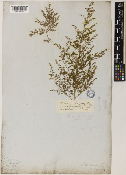 File:Artemisia annua Kew imageBarcode=K000942071 483625.jpg